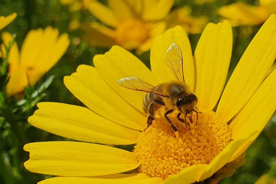 Bee Pollen Benefits | What It Is, What People Claim, and What the Evidence Says